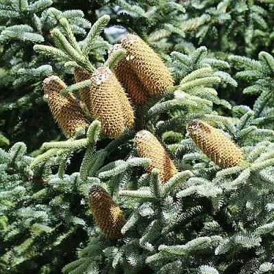 Пихта благородная  Пихта благородная в Санкт-Петербурге