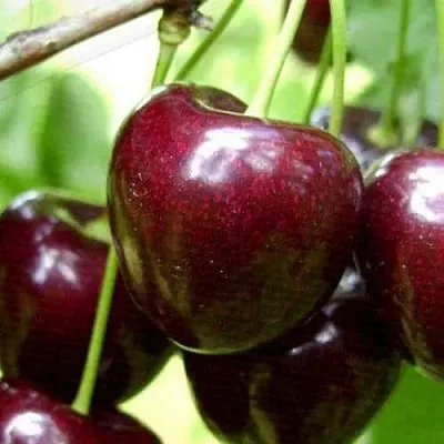 Черешня РОССОШАНСКАЯ КРУПНАЯ  Черешня РОССОШАНСКАЯ КРУПНАЯ в Санкт-Петербурге