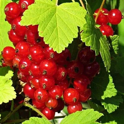 Смородина красная ГАЗЕЛЬ  Смородина красная ГАЗЕЛЬ в Санкт-Петербурге