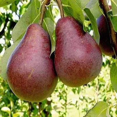 Груша с красной мякотью КРАСНАЯ ИЗ СААРЕМА  Груша с красной мякотью КРАСНАЯ ИЗ СААРЕМА в Санкт-Петербурге