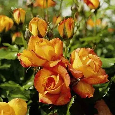 Саженцы роз САХАРА плетистая  Саженцы роз САХАРА плетистая в Санкт-Петербурге