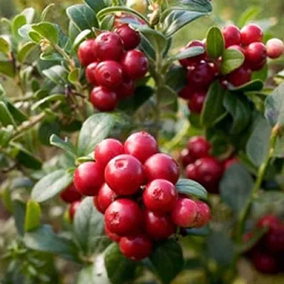 Клюква ХОЛЬШТАЙН  Клюква ХОЛЬШТАЙН в Санкт-Петербурге