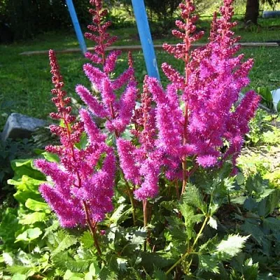 Астильба ЭЛИЗАБЕТ ВАН ВИН японская  Астильба ЭЛИЗАБЕТ ВАН ВИН японская в Санкт-Петербурге