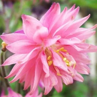 Аквилегия БАРЛОУ ПИНК гибрид МакКаны — описание сорта Аквилегия БАРЛОУ ПИНК гибрид МакКаны в Санкт-Петербурге