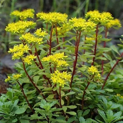 Очиток (седум) ИММЕРГРЮНХЕН в Санкт-Петербурге