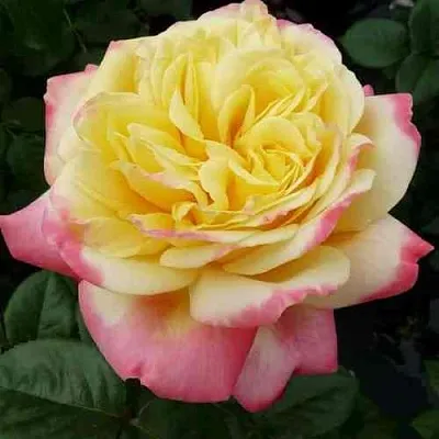 Саженцы роз КОРДЕС ДЖУБИЛИ чайно-гибридная  Саженцы роз КОРДЕС ДЖУБИЛИ чайно-гибридная в Санкт-Петербурге