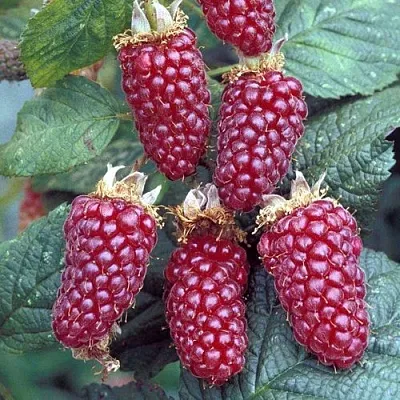 Ежемалина ТАЙБЕРРИ  Ежемалина ТАЙБЕРРИ в Санкт-Петербурге