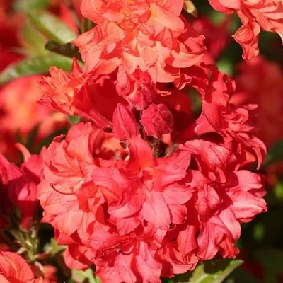 Азалия ФОЙЕРКОПФЕН крупноцветковая  Азалия ФОЙЕРКОПФЕН крупноцветковая в Санкт-Петербурге