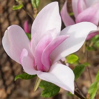 Магнолия БЕТТИ  Магнолия БЕТТИ в Санкт-Петербурге