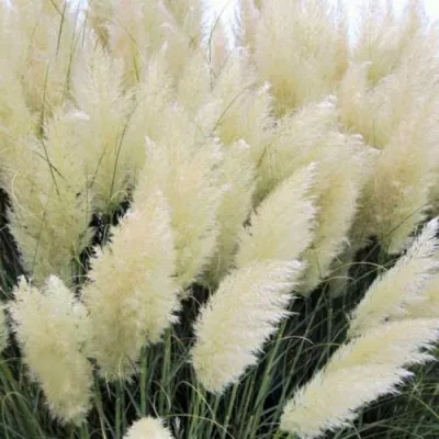 Кортадерия белая (пампасная трава) в Санкт-Петербурге