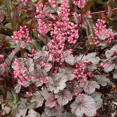 Гейхера МИЛАН  Гейхера МИЛАН в Санкт-Петербурге
