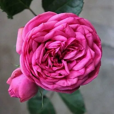 Саженцы роз ПИНК ПИАНО чайно-гибридная  Саженцы роз ПИНК ПИАНО чайно-гибридная в Санкт-Петербурге