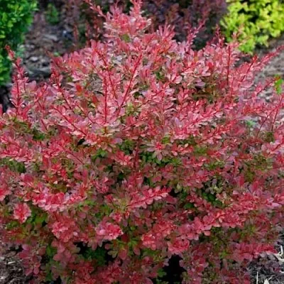 Барбарис ГОЛДЕН РИНГ тунберга в Санкт-Петербурге