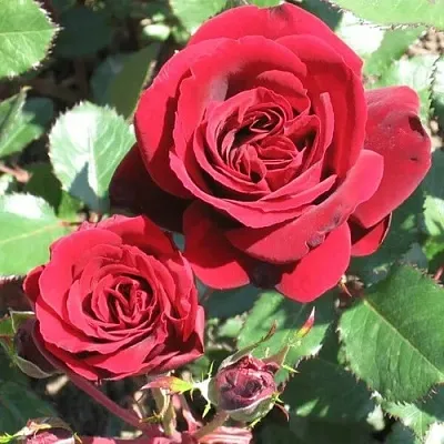 Саженцы роз ИЗАБЕЛЬ РЕНЕССАНС шраб  Саженцы роз ИЗАБЕЛЬ РЕНЕССАНС шраб в Санкт-Петербурге