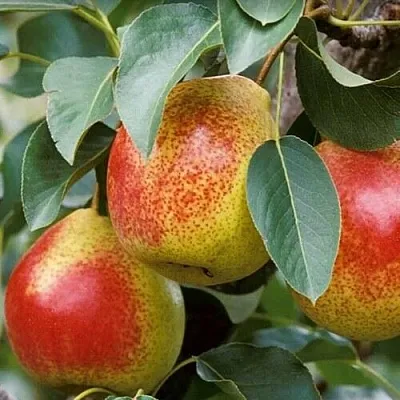 Груша ГОРНАЯ КРАСАВИЦА  Груша ГОРНАЯ КРАСАВИЦА в Санкт-Петербурге