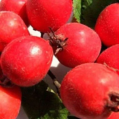 Боярышник КРУПНОПЛОДНЫЙ  Боярышник КРУПНОПЛОДНЫЙ в Санкт-Петербурге