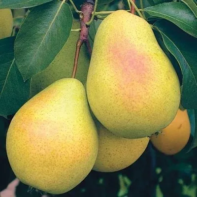 Груша МЛИЕВСКАЯ РАННЯЯ в Санкт-Петербурге