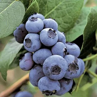 Голубика ПАТРИОТ  Голубика ПАТРИОТ в Санкт-Петербурге