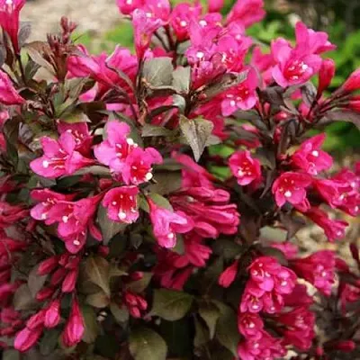 Вейгела БЛЭК РУБИ  Вейгела БЛЭК РУБИ в Санкт-Петербурге