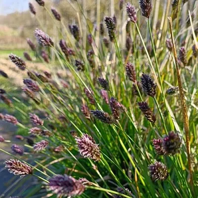 Сейслерия ХЕФЛЕРА  Сейслерия ХЕФЛЕРА в Санкт-Петербурге