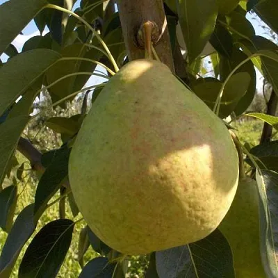 Груша СЛАДКАЯ ИЗ МЛИЕВА в Санкт-Петербурге