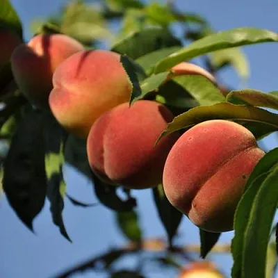 Персик ДАЧНЫЙ  Персик ДАЧНЫЙ в Санкт-Петербурге