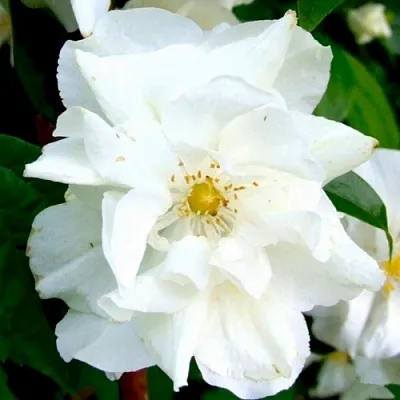 Жасмин РОЗАЦЕ  Жасмин РОЗАЦЕ в Санкт-Петербурге