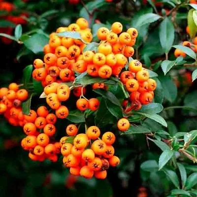 Пираканта ОРАНЖ ГЛОУ  Пираканта ОРАНЖ ГЛОУ в Санкт-Петербурге