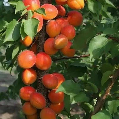 Абрикос ЗВЕЗДНЫЙ колонновидный  Абрикос ЗВЕЗДНЫЙ колонновидный в Санкт-Петербурге