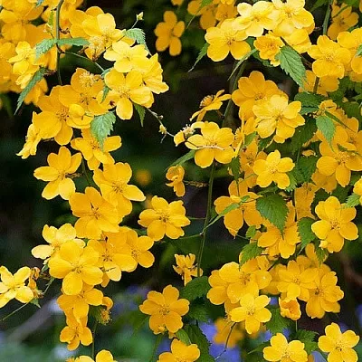 Керрия  Керрия в Санкт-Петербурге