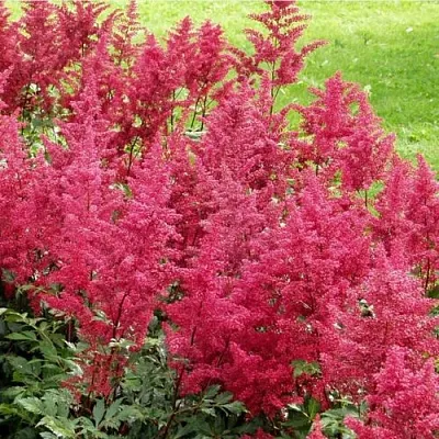 Астильба СКАЙСКРЕЙПЕР китайская  Астильба СКАЙСКРЕЙПЕР китайская в Санкт-Петербурге