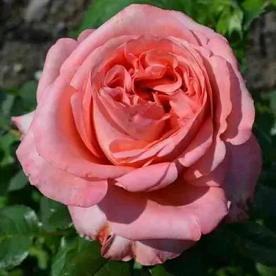 Саженцы роз ЛОНДОН АЙ чайно-гибридная  Саженцы роз ЛОНДОН АЙ чайно-гибридная в Санкт-Петербурге