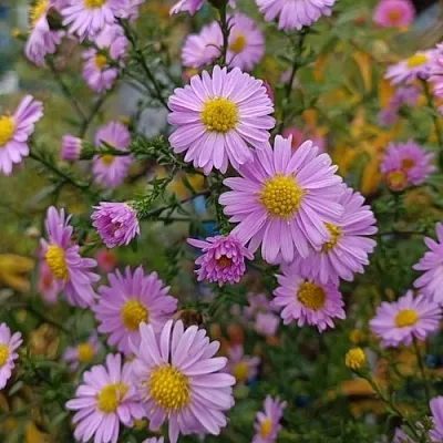 Астра СТРОУБЕРРИ ЭНД КРИМ новобельгийская  Астра СТРОУБЕРРИ ЭНД КРИМ новобельгийская в Санкт-Петербурге