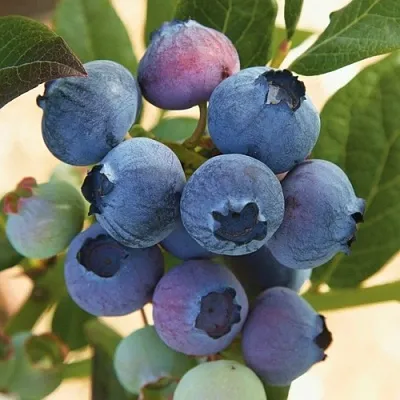 Голубика ОСОРНО в Санкт-Петербурге