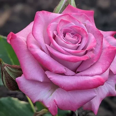 Саженцы роз ОКЕАН МИКАДО спрей  Саженцы роз ОКЕАН МИКАДО спрей в Санкт-Петербурге