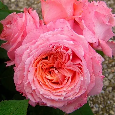 Саженцы роз ИНСТИТУТ ЛЮМЬЕР шраб  Саженцы роз ИНСТИТУТ ЛЮМЬЕР шраб в Санкт-Петербурге