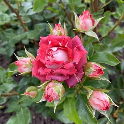 Саженцы роз ТИРАМИСУ спрей  Саженцы роз ТИРАМИСУ спрей в Санкт-Петербурге