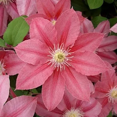 Клематис ЛИТЛ МЕРМЕЙД  Клематис ЛИТЛ МЕРМЕЙД в Санкт-Петербурге