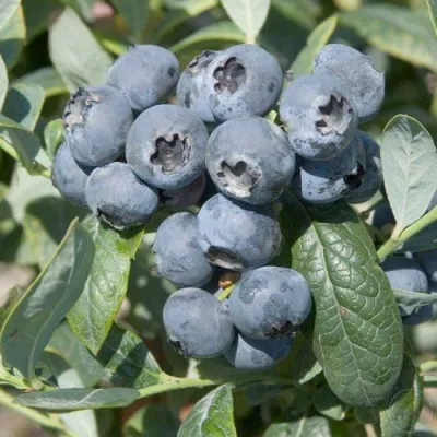 Голубика БРИГИТТА — описание сорта Голубика БРИГИТТА в Санкт-Петербурге