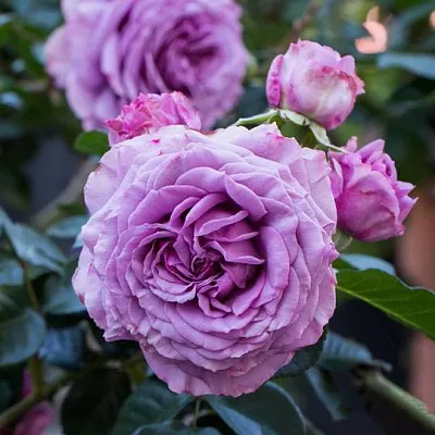 Саженцы роз СИЛЬВЕР КВИК плетистая в Санкт-Петербурге