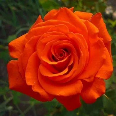 Саженцы роз АНЖЕЛИКА чайно-гибридная — описание сорта Саженцы роз АНЖЕЛИКА чайно-гибридная в Санкт-Петербурге