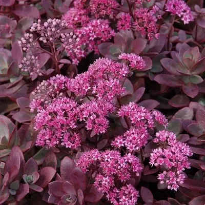 Очиток (седум) САНСПАРКЛЕР ФАЙЕРКРЕКЕР в Санкт-Петербурге