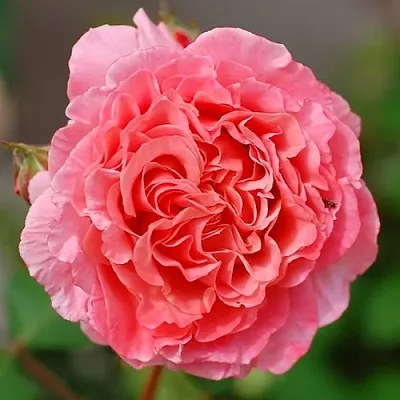 Саженцы роз ЛОРАН КАБРОЛЬ шраб  Саженцы роз ЛОРАН КАБРОЛЬ шраб в Санкт-Петербурге