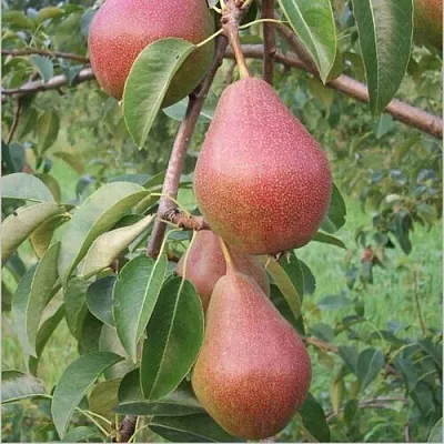 Груша РУМЯНАЯ КЕДРИНА  Груша РУМЯНАЯ КЕДРИНА в Санкт-Петербурге