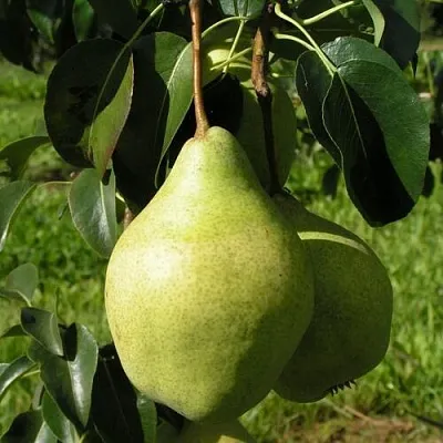 Груша МИНСКАЯ колонновидная  Груша МИНСКАЯ колонновидная в Санкт-Петербурге