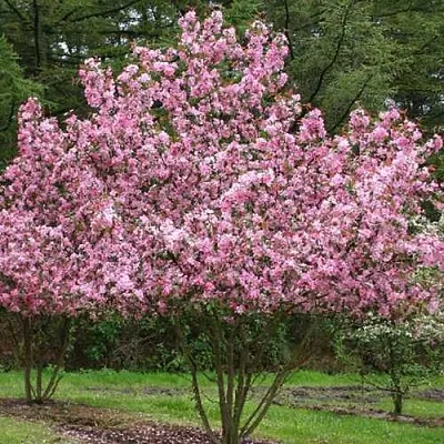 Яблоня РУДОЛЬФ декоративная   Яблоня РУДОЛЬФ декоративная  в Санкт-Петербурге