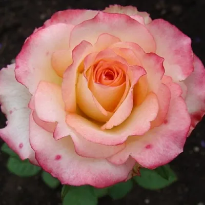 Саженцы роз ДУЭТ чайно-гибридная  Саженцы роз ДУЭТ чайно-гибридная в Санкт-Петербурге