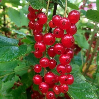 Смородина красная КОНСТАНТИНОВСКАЯ  Смородина красная КОНСТАНТИНОВСКАЯ в Санкт-Петербурге