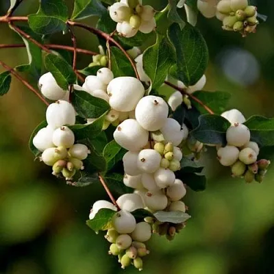 Снежноягодник  Снежноягодник в Санкт-Петербурге