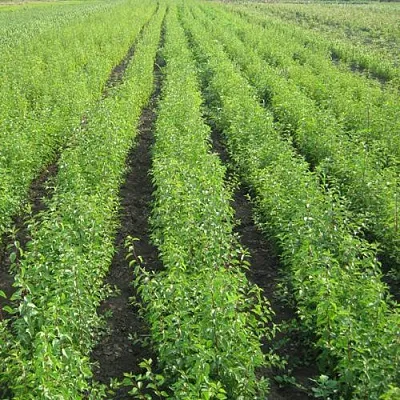 Подвой сливы ДИКАЯ АЛЫЧА в Санкт-Петербурге